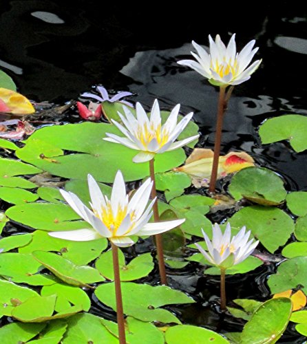 White Tropical Water Lily - Water Garden Live Pond Plant