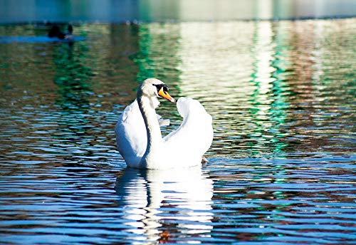 Home Comforts Peel-n-Stick Poster of White Swan Swim Water Bird Beautiful Pond Vivid Imagery Poster 24 x 16 Adhesive Sticker Poster Print