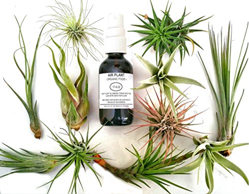 12 pcs Tillandsia Air Plant Lot  Kit includes 11 Plants and 1 bottle of Organic Air Plant Fertilizer Food Indoor Plants measure 2- 5 size