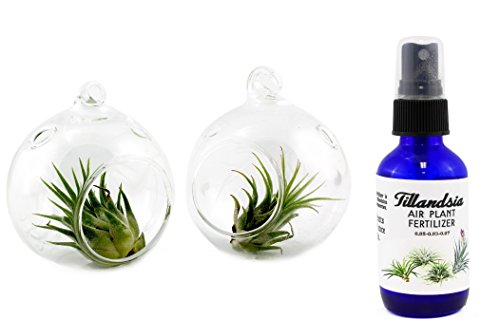 Miniature Tillandsia Glass Orb Terrariums Includes 2 Small Tillandsia 2 Small Glass Orbs and 1-2oz Tillandsia Air Plant Fertilizer