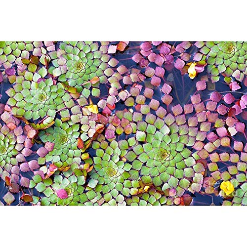 Gsdviyh36 20Pcs Aquarium Aquatic Plant Ludwigia Sedioides Seeds Garden Fish Tank Decor Non-GMO Seeds100 Pure Live Seed Ludwigia Sedioides Seeds