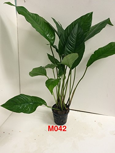 Anubias heterophylla Mother Pot Plant M042 Live Aquatic Plant