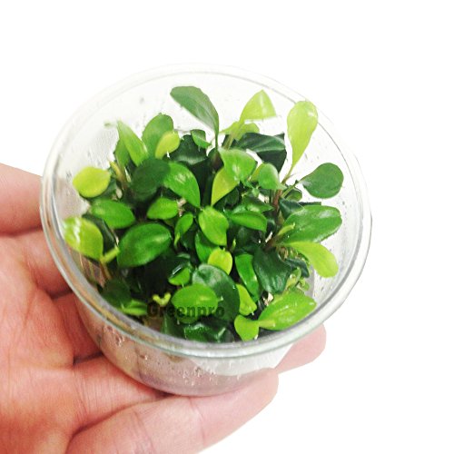 Bucephalandra Green Wave Leaf Live Aquatic Plant in Tissue Cup for Aquarium Freshwater Fish Tank by Greenpro