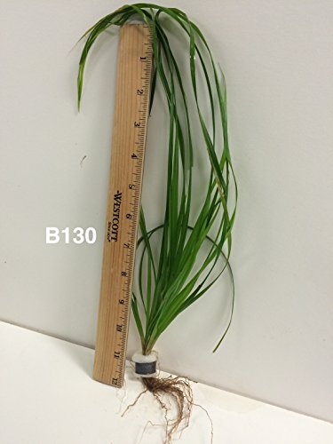 Cyperus Helferi - Bundle Plant B130 - Live Aquatic Plant Online - Buy 2 Gets 1 Free