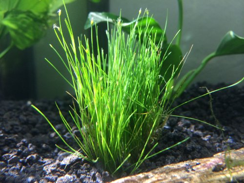 Dwarf Hairgrass - Live Aquarium Plant By Aquatic Arts