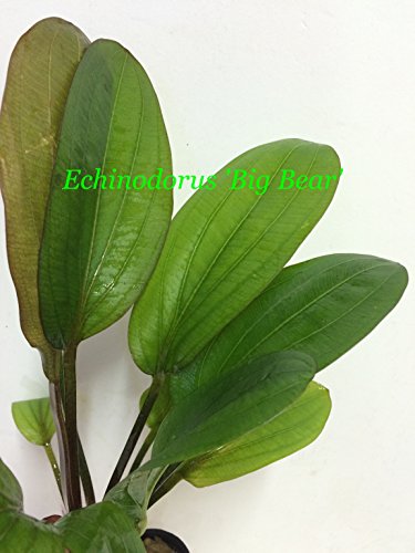 Echinodorus big Bear - Potted P180- Live Aquatic Plant - Buy 2 Get 1 Free