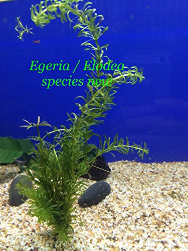 Egeria  Elodea species new - Bundle Plant B309 - Live Aquatic Plant Online - Buy 2 Get 1 Free