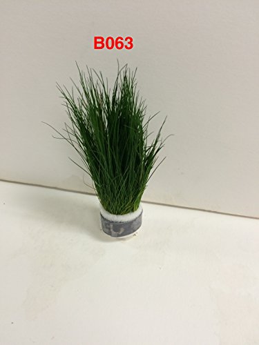 Eleocharis parvulus - Bundle Plants B063 - BUY 2 GET 1 FREE Live Aquatic Plant Online