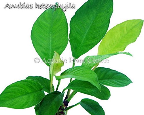 Exotic Live Aquatic Plant For Fresh Water Anubias Heterophylla Potted P255 By Jayco buy 2 Get 1 Free