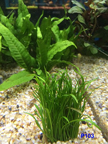 Exotic Live Aquatic Plant For Fresh Water Aquarium Lilaeopsis Novaezelandiae Potted P103 By Jayco buy 2 Get