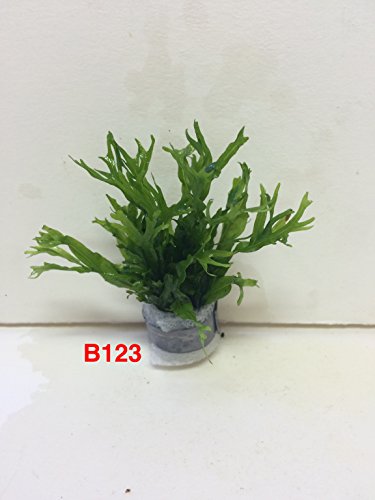 Exotic Live Aquatic Plant For Fresh Water Aquarium Microsorium windelov B123 By Jayco BUY 2 GET 1 FREE