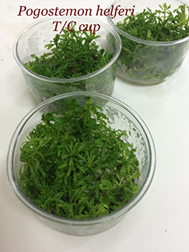 Exotic Live Aquatic Plant For Fresh Water Aquarium Pogostemon Helferi Tc Cup Loose L324 By Jayco  Buy 2 Get