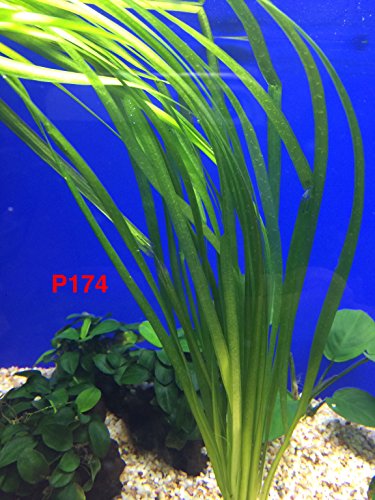 Exotic Live Aquatic Plant For Fresh Water Aquarium Vallisneria spiralis Potted P174 By Jayco BUY 2 GET 1 FREE