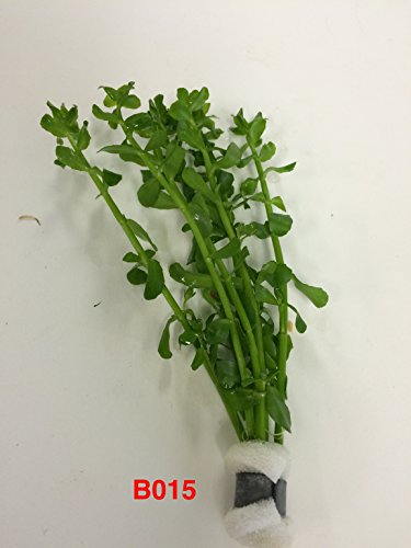 Exotic Live Aquatic Plant For Fresh Water Bacopa Monniera Bundle B015 buy 2 Get 1 Free