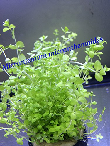Exotic Live Aquatic Plant For Fresh Water Micranthemum Micranthemoides Bundle B092 By Jayco buy 2 Get 1 Free