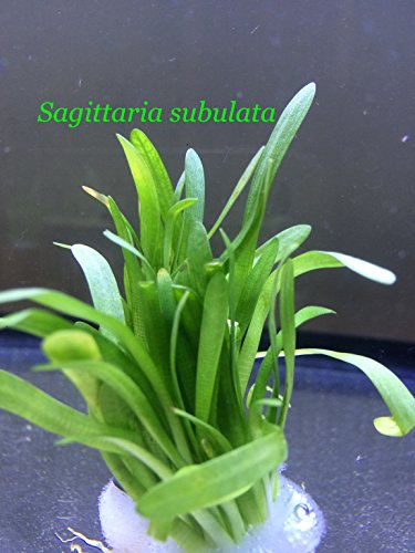 Exotic Live Aquatic Plant For Fresh Water Sagittaria Subulata Bundle B110 By Jayco buy 2 Get 1 Free
