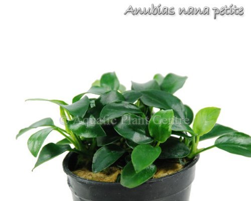 Exotic Live Aquatic Plant for Fresh Water Anubias barteri var nana petite Potted P207 By Jayco  Buy 2 GET 1 FREE