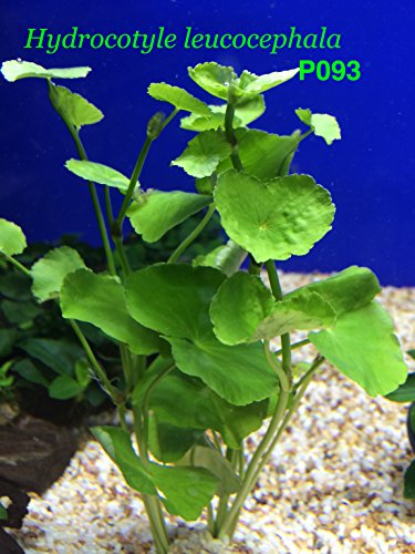Exotic Live Aquatic Plant for Fresh Water Aquarium Hydrocotyle leucocephala Potted P093 By Jayco  BUY 2 GET 1 FREE