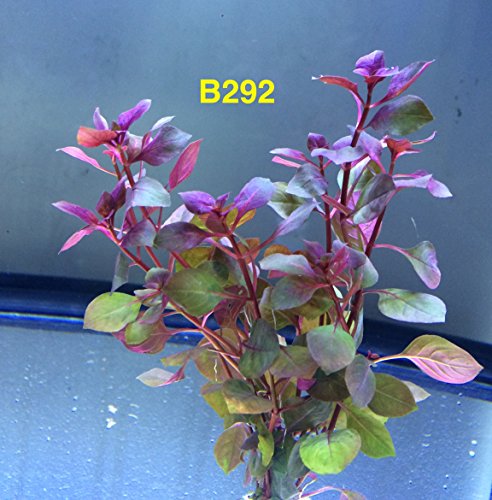 Exotic Live Aquatic Plant for Fresh Water Ludwigia repens rubin Bundle B292 by Jayco  BUY 2 GET 1 FREE