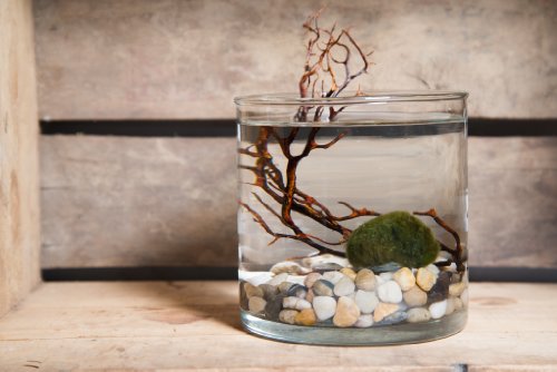 Hinterland Trading Live Aquatic Marimo Moss Ball Plant Pet Glass Cylinder Aquarium Kit