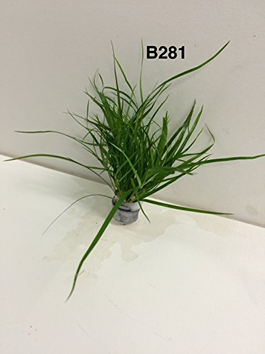 Juncus repen Bundle Plant B281 - BUY 2 GET 1 Free Live Aquatic Plant Online