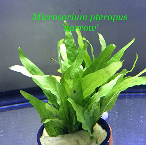 Microsorum pteropus Narrow Bundle Plant B135 - Live Aquatic Plant Online - Buy 2 Get 1 Free