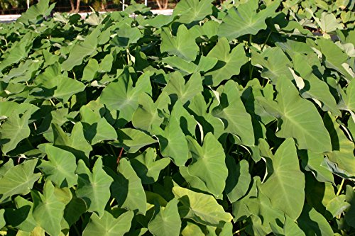 Pond Plant Taro Green