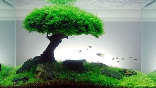 Xmas Moss-Live Aquarium Plant Java Fish Tank Fern Aquatic Seed Green Pond AQ21g