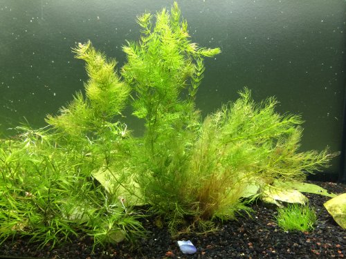 1 Extra Large Bunch Of Hornwort better Pond Clarifier Than Barley Straw - 8 Plants 10 Stems - Oxygenating