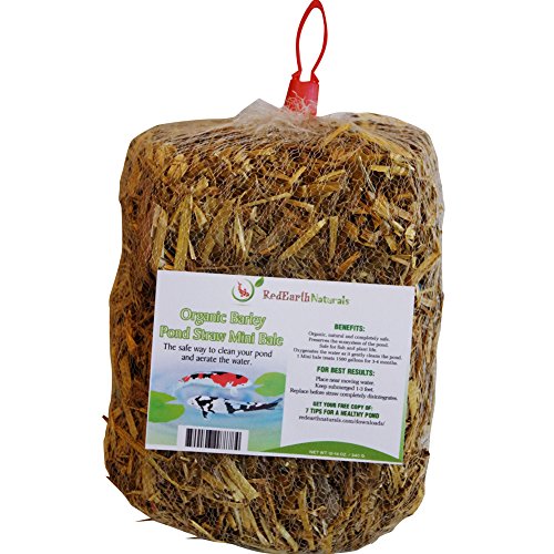 Premium Organic Barley Pond Straw Mini Bale - Cleans Pondsamp Water Gardens The Safe Natural Way