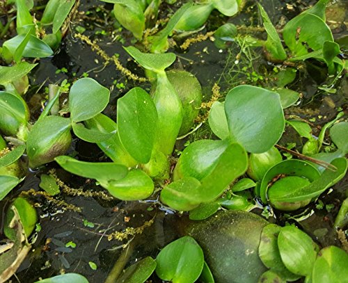 12 WATER HYACINTHSPOND BIO-FILTER PLANTS