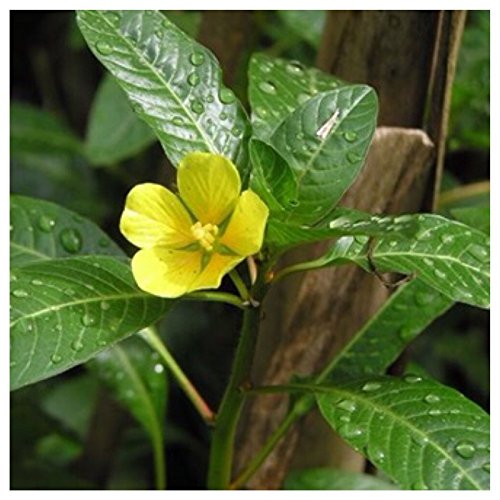 Creeping Water Vine Primrose Ludwigia hexapetala Pond bio-filter Shipped Dormant