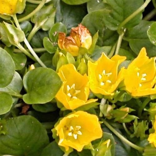 10 Creeping Jenny moneywort Marshkoipondbog~plantgroundcover~sun Or Shade