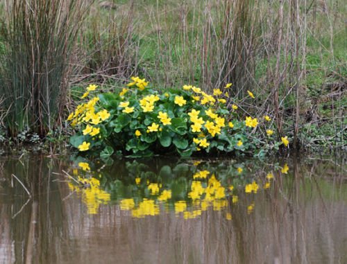10 Golden Yellow Marsh Marigold Pond/bog/water Garden Live Plants Spring~hardy