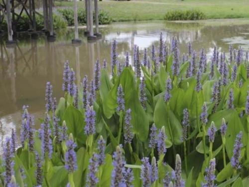12 Blue Pickerel Rush Koi Pond  Bog  Marsh  Water garden live Plants ~Hardy