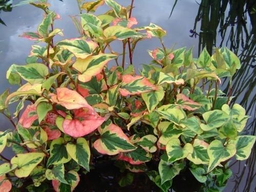 12 Variegated Chameleon Plants~marginal (shore)~koi Pond/bog/water Garden ~hardy