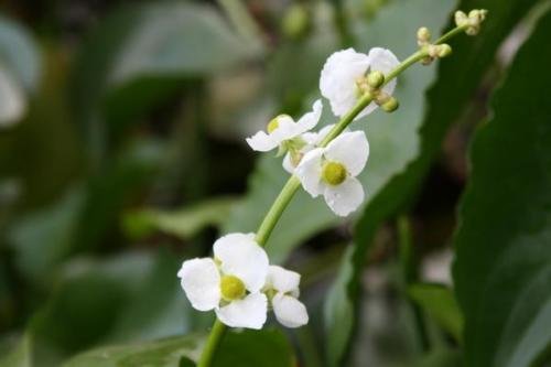 12 White Flowering Arrowhead ~KoiPondBogWater garden Plants ~Hardy