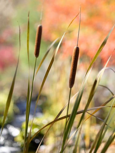 2 Common Cattail ~Koi PondBogWater garden Plants ~Attracts WildlifeWaterfowl
