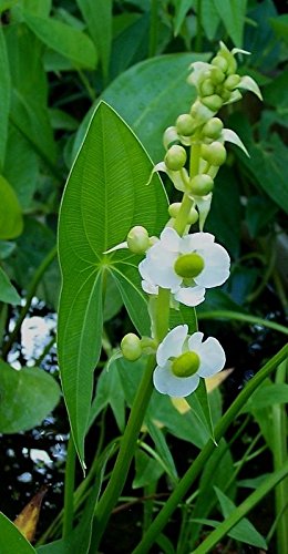 2 White Flowering Arrowhead ~koi/pond/bog/water Garden Plants ~hardy