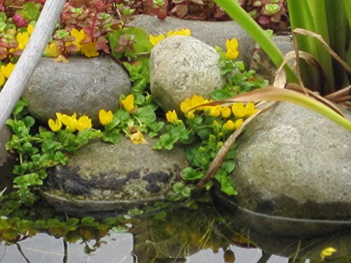 25 Creeping Jenny (moneywort) Marsh/koi/pond/bog~plant/groundcover~sun Or Shade