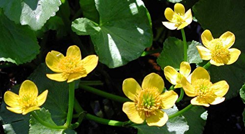 3 Golden Yellow Marsh Marigold Pond/bog/water Garden Live Plants Spring~hardy