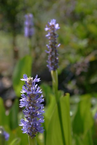 6 Blue Pickerel Rush Koi Pond / Bog / Marsh / Water Garden Live Plants, ~hardy