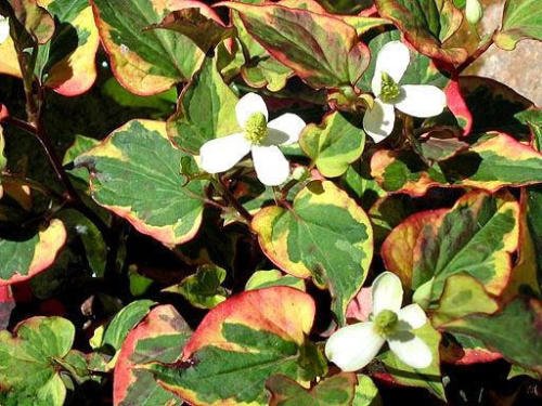 6 Variegated Chameleon Plants~Marginal shore~Koi PondBogWater garden ~HARDY