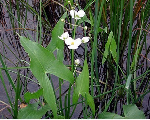 6 White Flowering Arrowhead ~KoiPondBogWater garden Plants ~Hardy