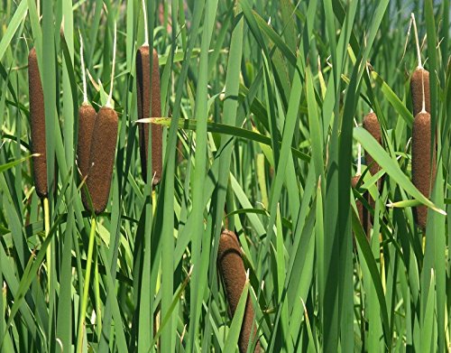 Broadleaf Cattail Typha Latifolia Bog Pond Or Marsh Plant Easy Seed about 40