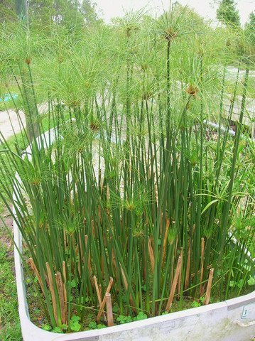 King Tut Papyrus Bog-shoreline Water Garden Koi Pond Plant Nursery Grown 1