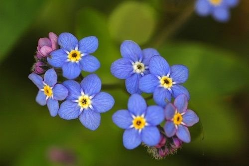 Live Pond plant Water Forget-me-not live pond bog plantsoil Plant