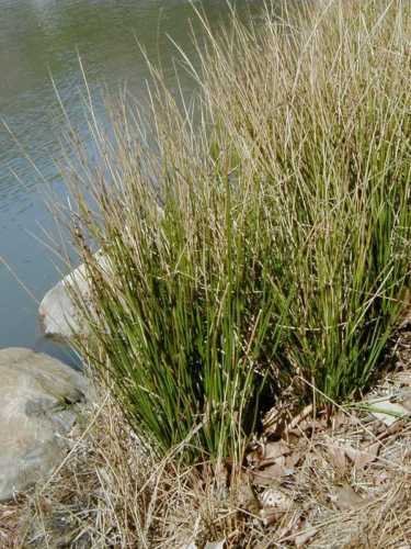 Lot Of 2 Clumps Soft Rush Koi Pond/bog/water Plants~winter Hardy Perennial