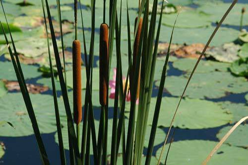 Narrow Leaved Cattail Pond Plant Koi Pond Water Garden Winter Hardy Bog Plant