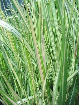 Pink Ribbon Grass Phalaris Arundinacea Variegated Pond Margins Bogs Seed